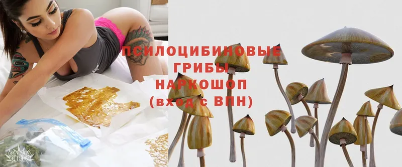 ссылка на мегу ONION  Новый Уренгой  Псилоцибиновые грибы Magic Shrooms  наркота 